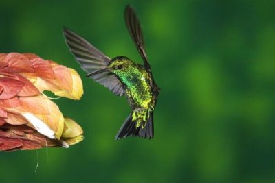 Tom Vezo - Western Emerald hummingbird feeding on flower, Andes, Ecuador