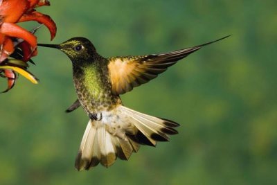 Tom Vezo - Buff-tailed Coronet hummingbird feeding on flower, Andes, Ecuador