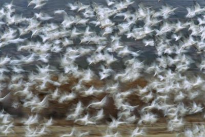 Tom Vezo - Snow Goose flock taking flight, Bosque del Apache National Wildlife Refuge, New Mexico