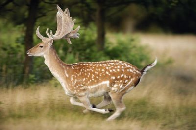 Jan Vink - Fallow Deerbuck running, Walcheren Zeeland, Netherlands