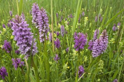 Jan Vink - Broad-leaved Marsh Orchid flowering, Zeeland, Netherlands