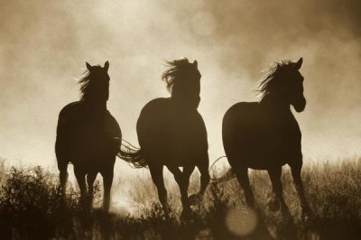 Konrad Wothe - Domestic Horse trio running at sunset, Oregon - Sepia