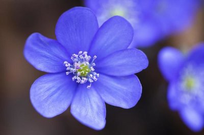 Konrad Wothe - European Liver Leaf flower, Germany