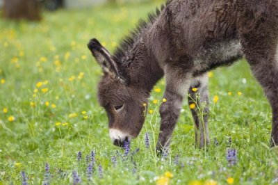 Konrad Wothe - Donkey foal grazing, Bavaria, Germany