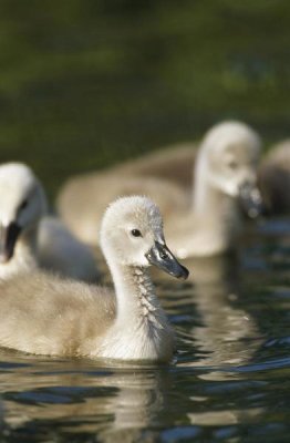 Konrad Wothe - Mute Swan cygnets swimming in pond, Germany