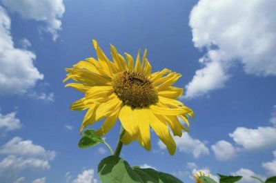 Konrad Wothe - Common Sunflower with blue sky and clouds behind