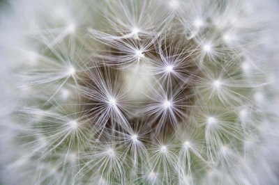 Konrad Wothe - Dandelion seed head showing achenes, Bavaria, Germany