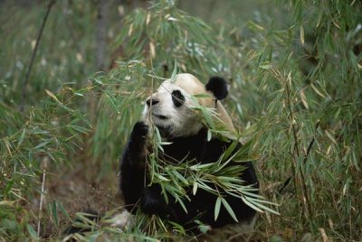 Konrad Wothe - Giant Panda eating bamboo, Wolong Valley, Himalaya, China