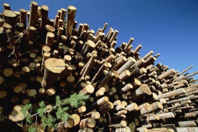 Konrad Wothe - Pile of harvested Pine logs dry before being milled, Sweden