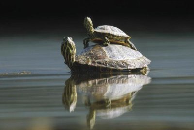 Konrad Wothe - Red-eared Slider turtle, pair in pond, City Park, Munich, Germany