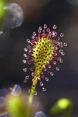 Konrad Wothe - Oblong-leaved Sundew with dew which attracts and catches prey, Bavaria, Germany