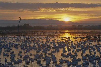 Konrad Wothe - Snow Goose wintering flock at sunrise, Bosque del Apache National Wildlife Refuge, New Mexico