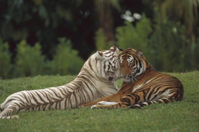 Konrad Wothe - Bengal Tiger affectionate pair, one with normal coloration and the other a melanistic white morph, India