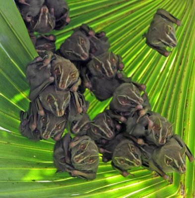 Christian Ziegler - Peters' Tent-making Bat, Panama