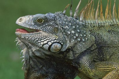 Christian Ziegler - Green Iguana male displaying by extending dewlap and calling, Barro Colorado Island, Panama