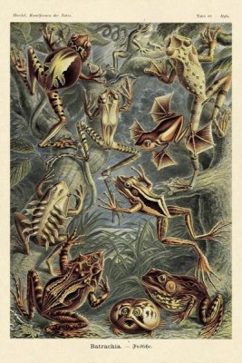Ernst Haeckel - Haeckel Nature Illustrations: Frogs