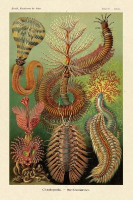 Ernst Haeckel - Haeckel Nature Illustrations: Worms