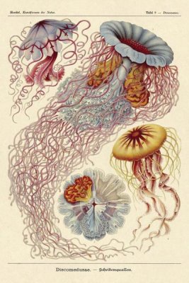 Ernst Haeckel - Haeckel Nature Illustrations: Jelly Fish