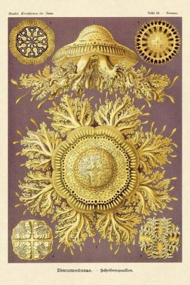 Ernst Haeckel - Haeckel Nature Illustrations: Jelly Fish