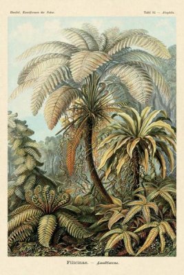Ernst Haeckel - Haeckel Nature Illustrations: Ferns