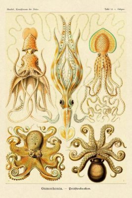 Ernst Haeckel - Haeckel Nature Illustrations: Cephlopods