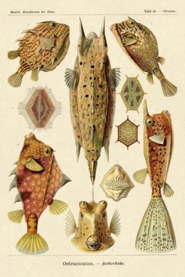 Ernst Haeckel - Haeckel Nature Illustrations: Boxfish