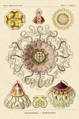 Ernst Haeckel - Haeckel Nature Illustrations: Jelly Fish
