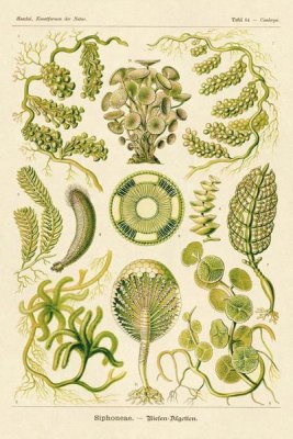 Ernst Haeckel - Haeckel Nature Illustrations: Siphoneae Hydrozoa