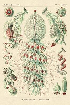 Ernst Haeckel - Haeckel Nature Illustrations: Siphoneae Hydrozoa