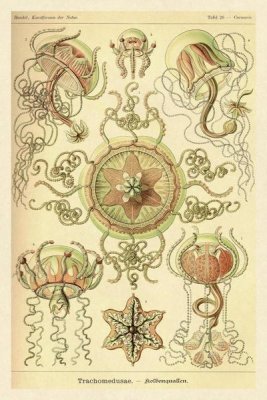 Ernst Haeckel - Haeckel Nature Illustrations: Trachomedusae - Jellyfish