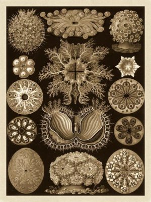 Ernst Haeckel - Haeckel Nature Illustrations: Ascidiae - Sepia Tint