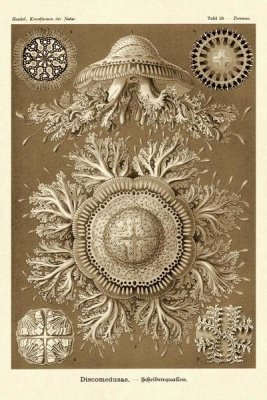 Ernst Haeckel - Haeckel Nature Illustrations: Jelly Fish - Sepia Tint