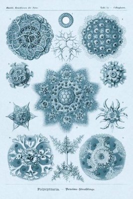 Ernst Haeckel - Haeckel Nature Illustrations: Polycytaria Radiolaria - Blue-Green Tint