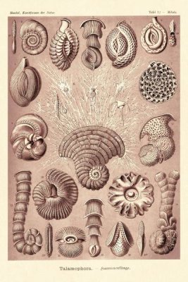 Ernst Haeckel - Haeckel Nature Illustrations: Talamophora, Formanifera, Rhisopods - Rose Tint