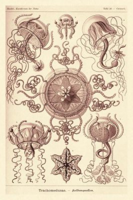 Ernst Haeckel - Haeckel Nature Illustrations: Trachomedusae - Jellyfish - Rose Tint