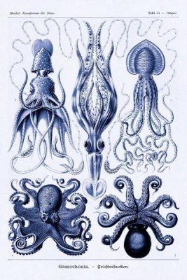 Ernst Haeckel - Haeckel Nature Illustrations: Jelly Fish - Dark Blue Tint