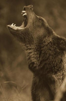 Tim Fitzharris - Grizzly Bear calling, North America - Sepia