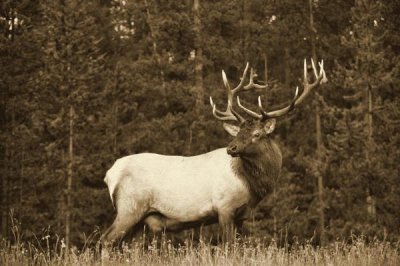 Tim Fitzharris - Elk or Wapiti male portrait, North America - Sepia