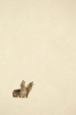 Tim Fitzharris - Timber Wolf pair howling in snow, North America - Sepia