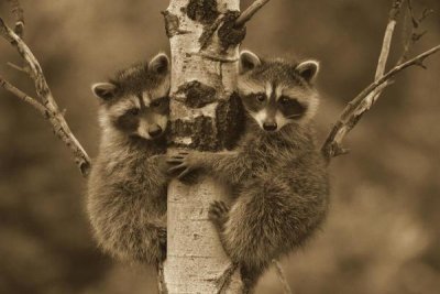 Tim Fitzharris - Raccoon two babies climbing tree, North America - Sepia