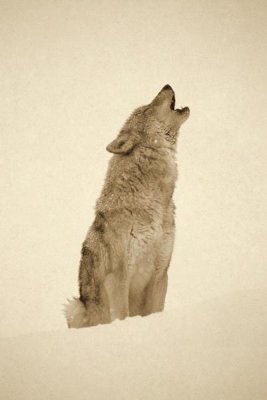 Tim Fitzharris - Timber Wolf portrait, howling in snow, North America - Sepia