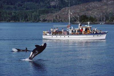 Flip Nicklin - Orca leaping before whale watchers, Johnstone Strait, Vancouver Island, Canada