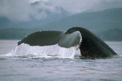 Flip Nicklin - Humpback Whale tail, Alaska