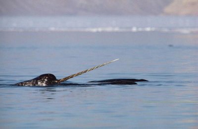 Flip Nicklin - Narwhal male surfacing, Baffin Island, Nunavut, Canada