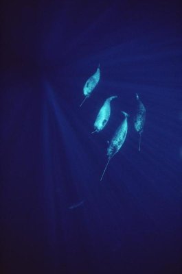 Flip Nicklin - Narwhal pod underwater