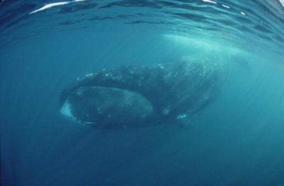 Flip Nicklin - Bowhead Whale underwater, Baffin Island, Canada