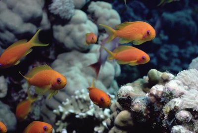 Flip Nicklin - Anthias near Sinai, Red Sea