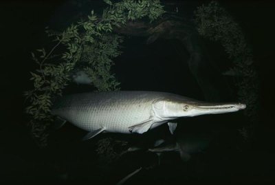 Flip Nicklin - Alligator Gar