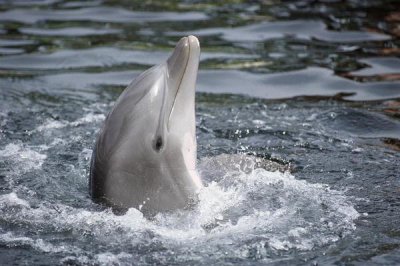 Flip Nicklin - Bottlenose Dolphin, Hawaii