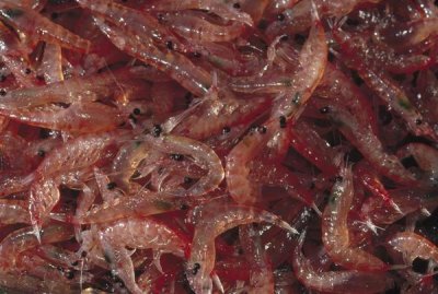 Flip Nicklin - Antarctic Krill catch, Antarctica